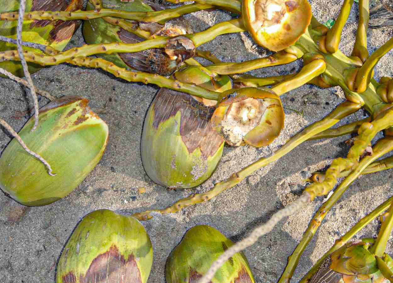 Amarelecimento Letal: O que é e como prevenir sua chegada ao Brasil