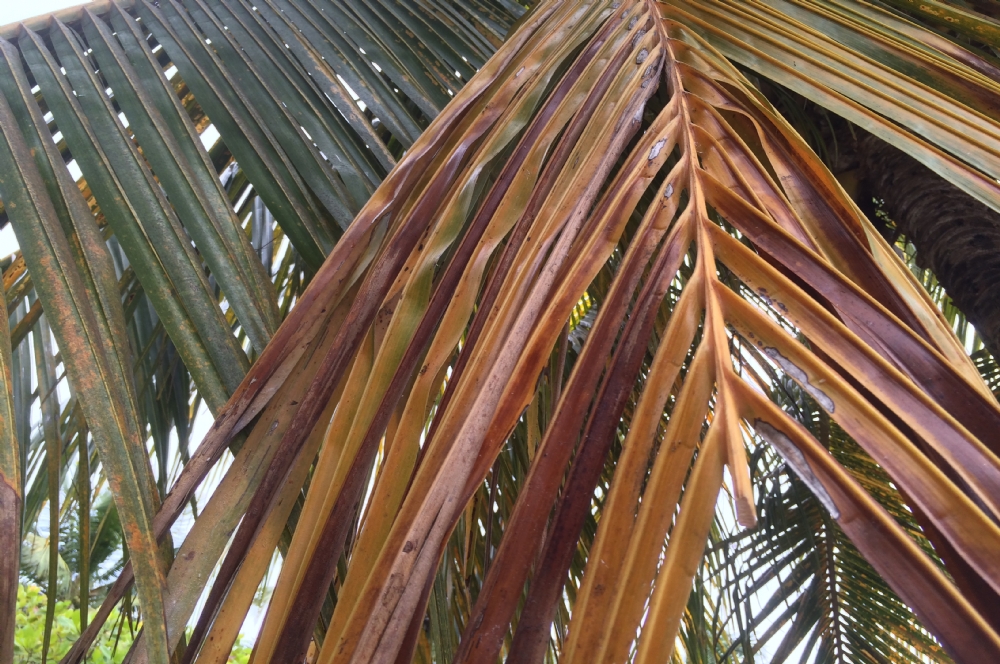 Pragas comuns do coqueiro e seus impactos na produção