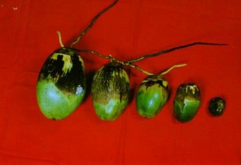 Medidas de controle e manejo integrado de doenças em coqueirais