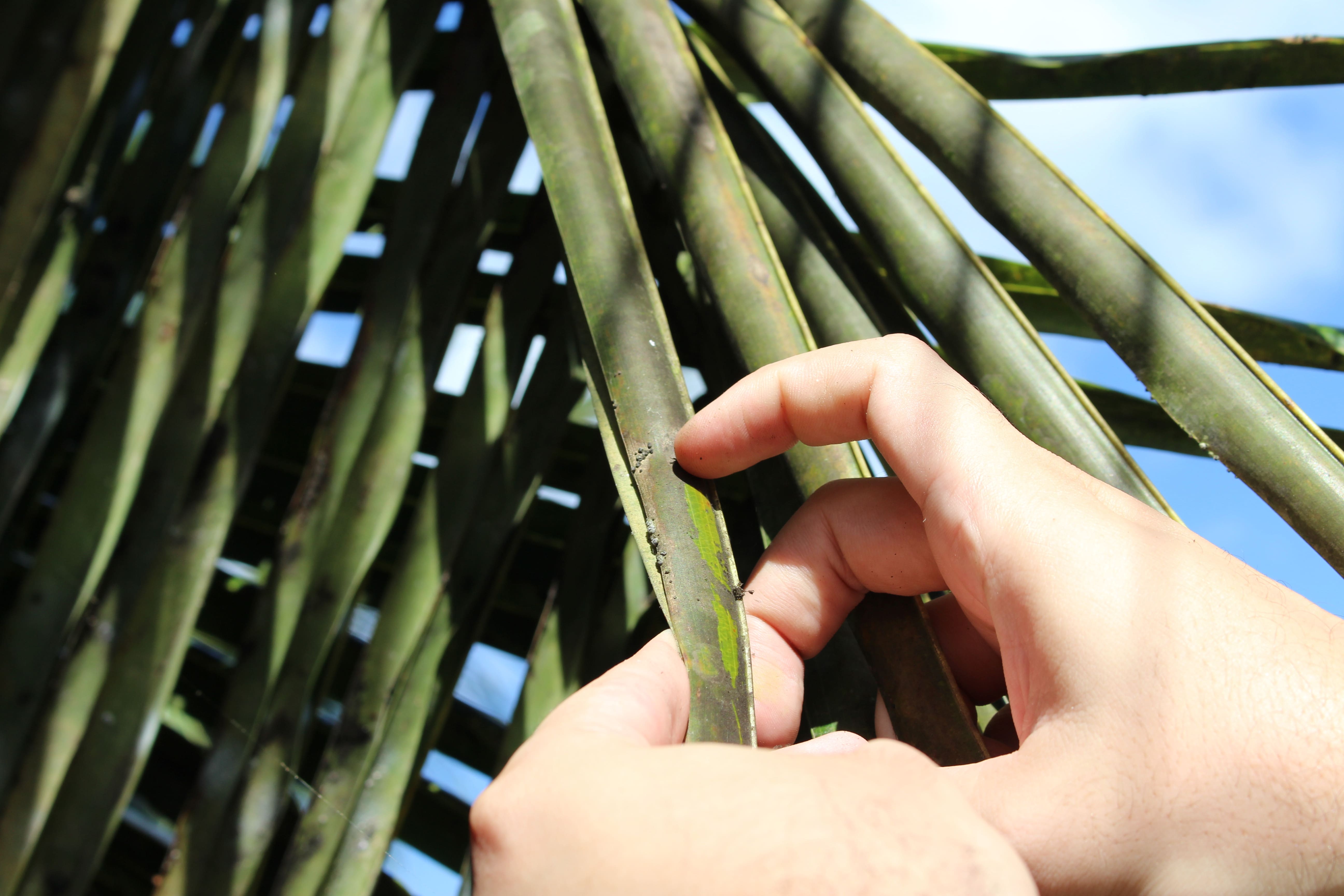 doenças do coqueiro
