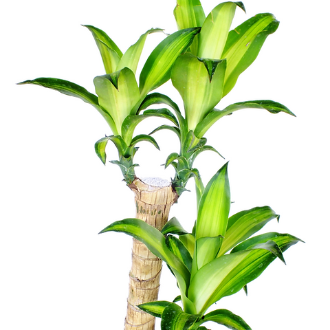 Dracena Pau d