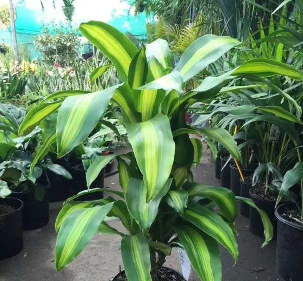 Dracena Pau d
