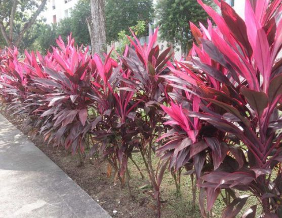 Dracena Vermelha