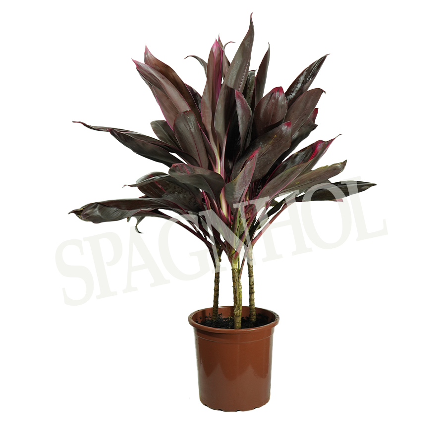 Dracaena Rubra Cuidados