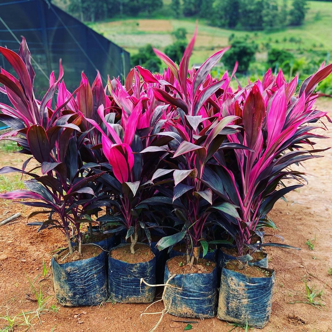 Cordyline Rubra
