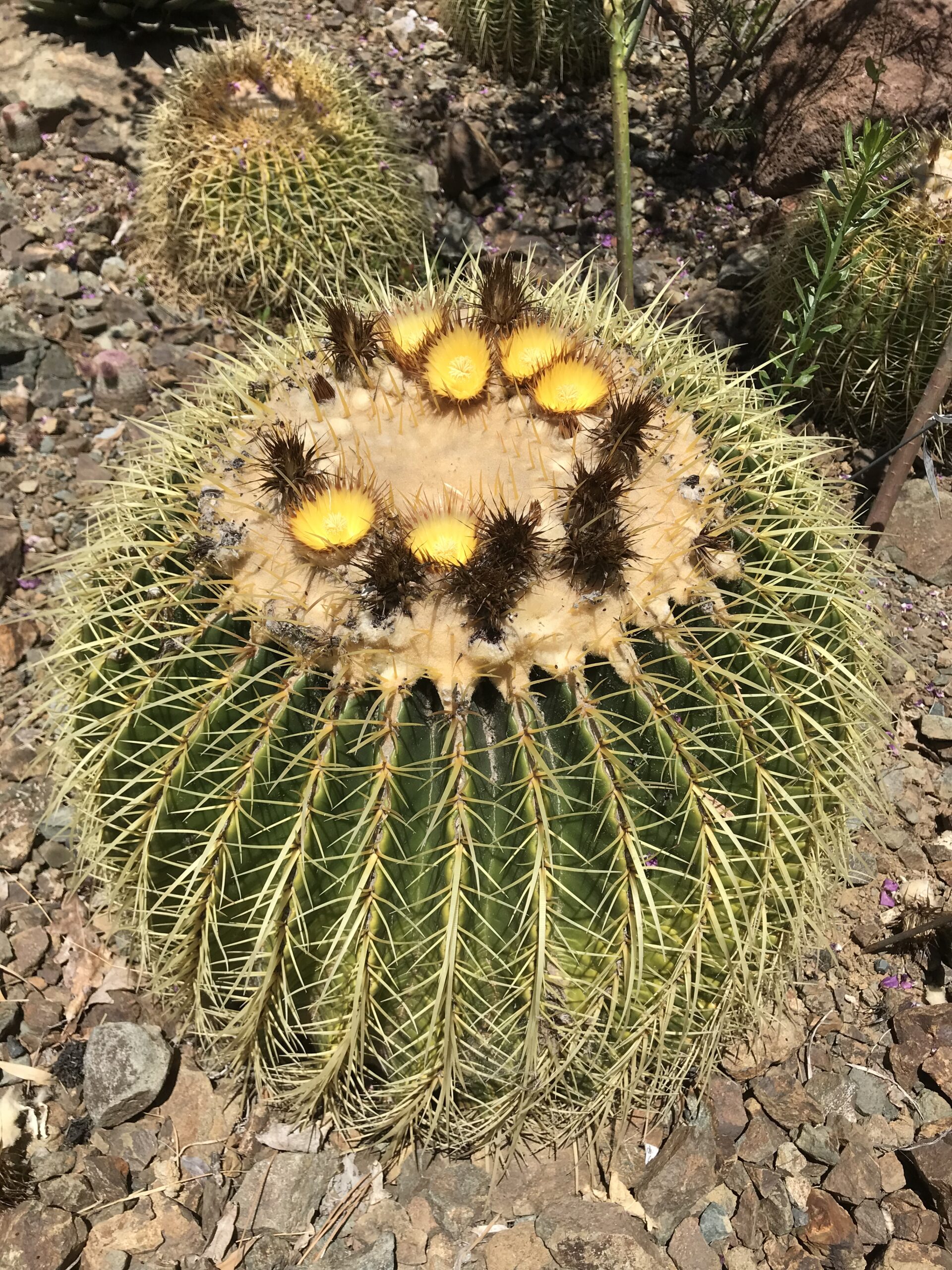 Echinocactus grusonii subdermis