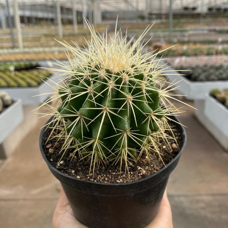 Echinocactus grusonii adulto