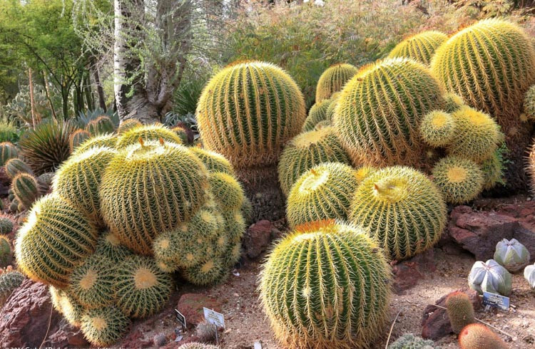 Echinocactus grusonii em vaso