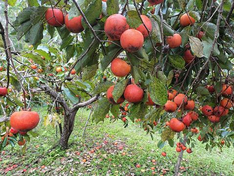 época de caqui no brasil