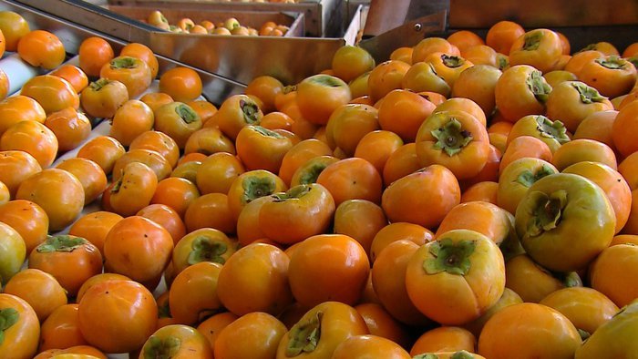 As Principais Regiões Produtoras de Caqui no Brasil: Um Roteiro Gastronômico