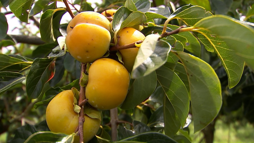 Receitas Criativas com Caqui na Safra