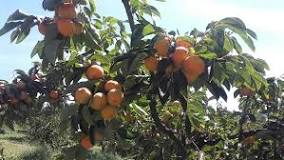 5 Benefícios Nutricionais do Caqui para a Saúde