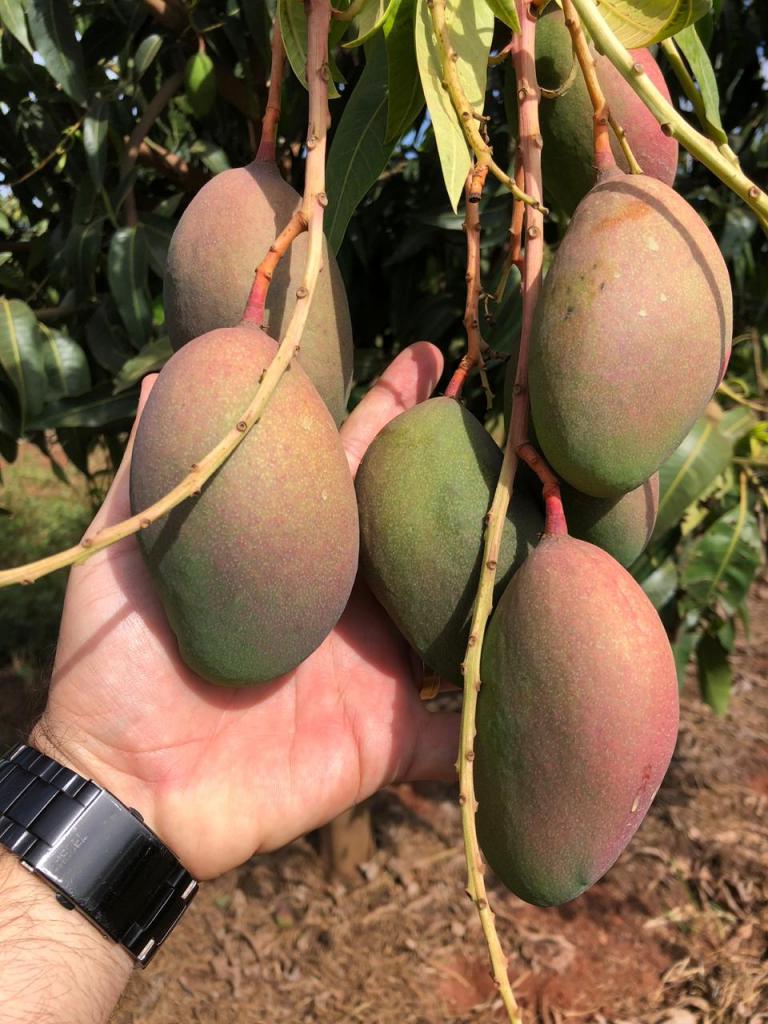 Como escolher a manga Palmer perfeita