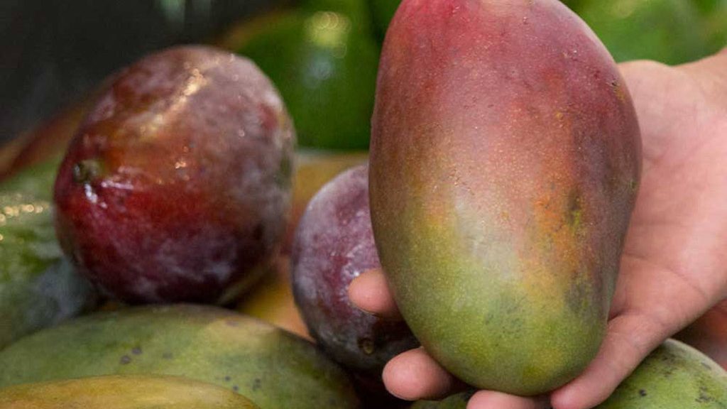 Receitas deliciosas com manga Palmer