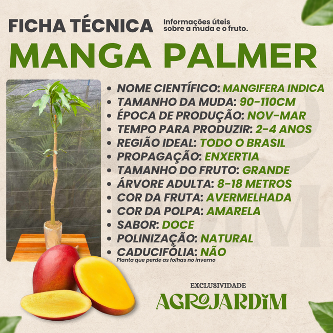 Benefícios da manga Palmer para a saúde
