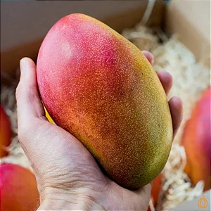 Benefícios da manga Palmer para a saúde