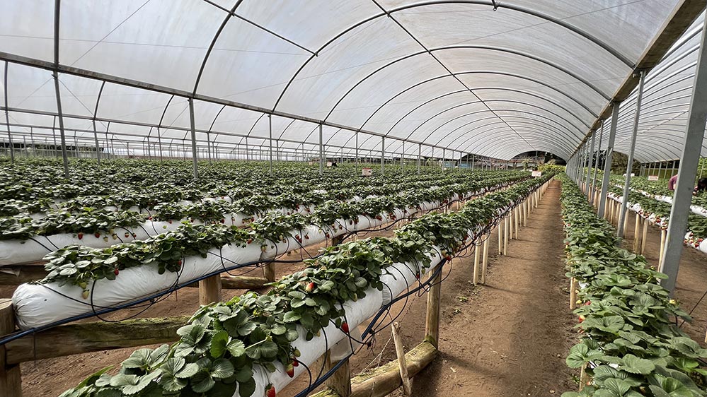 Como identificar morangos frescos e doces