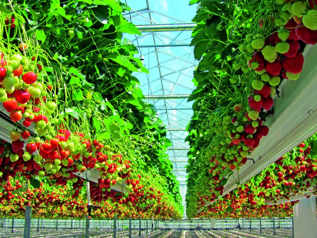 Receitas deliciosas com morangos na safra