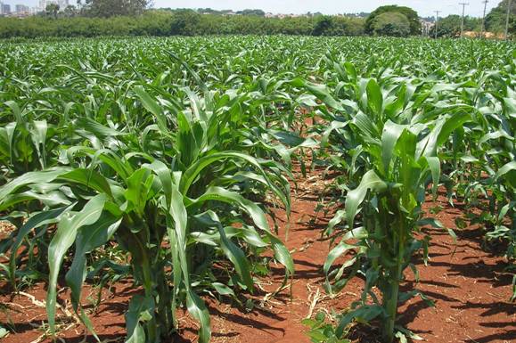 época de plantio de milho verde