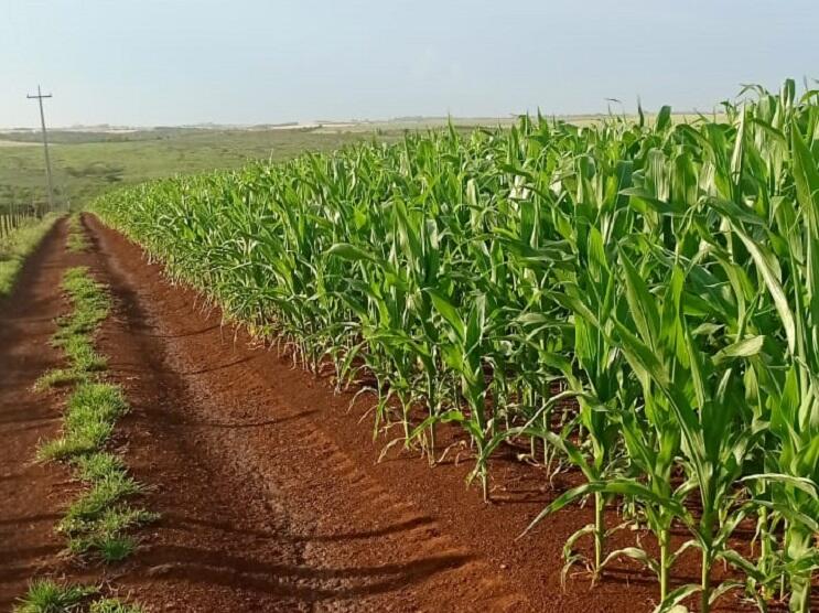 Manejo de temperatura e água para maximizar a colheita de milho
