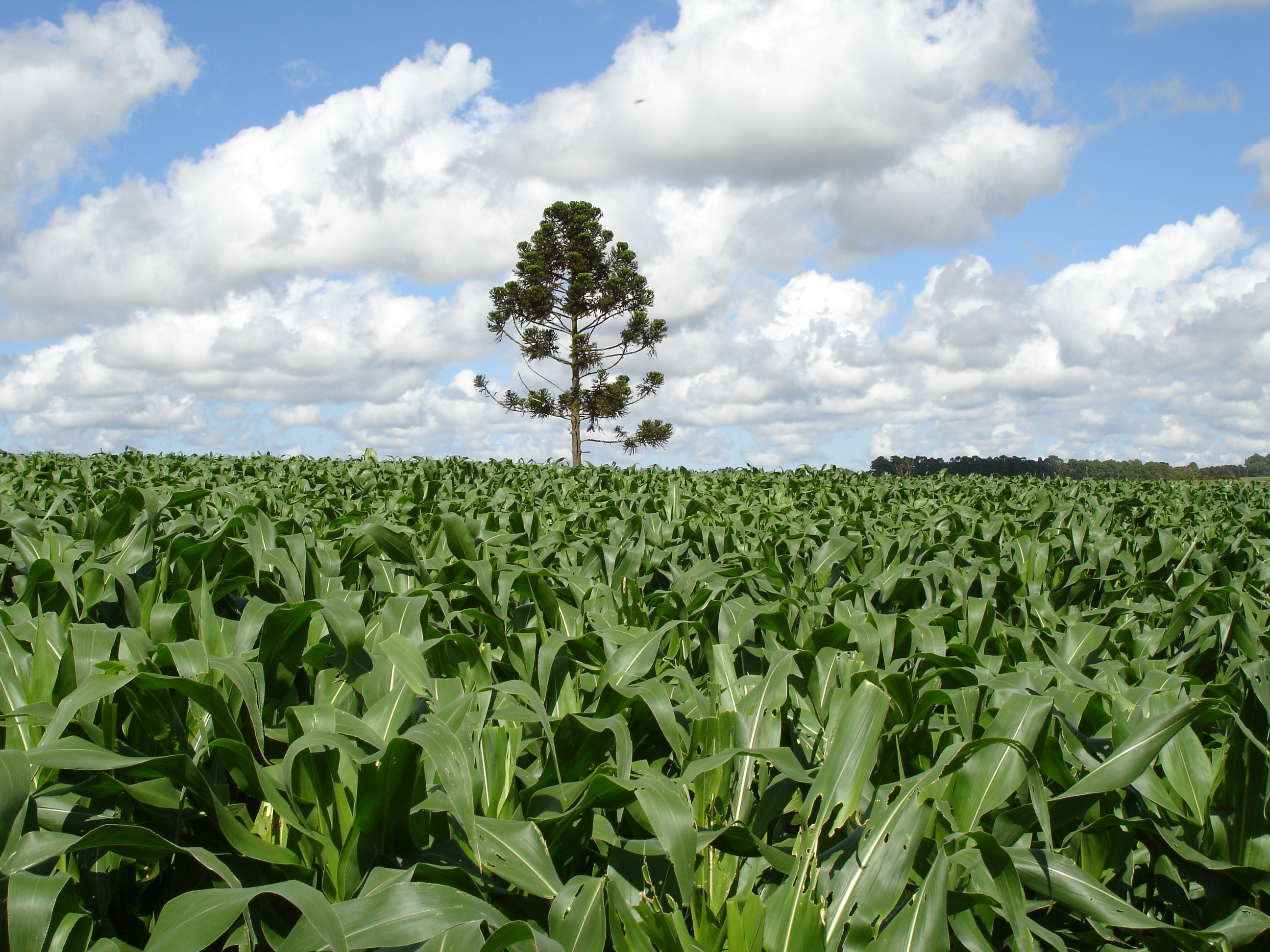 Dicas da Embrapa para escolher a melhor época de plantio de milho