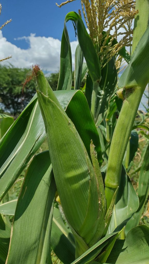 Como a irrigação impacta o plantio de milho o ano todo
