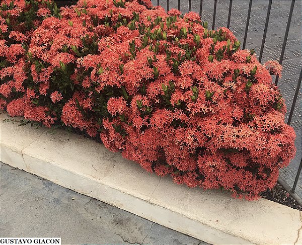 Mini Ixora Amarela