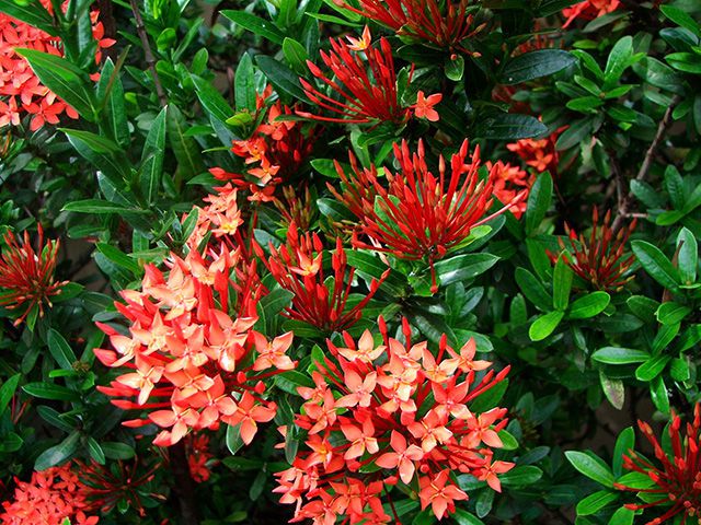 Mini Ixora Rosa