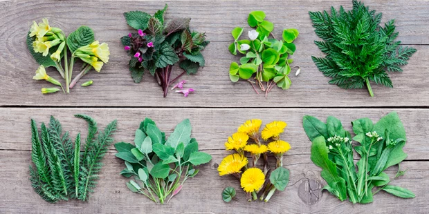 Benefícios nutricionais da Beldroega