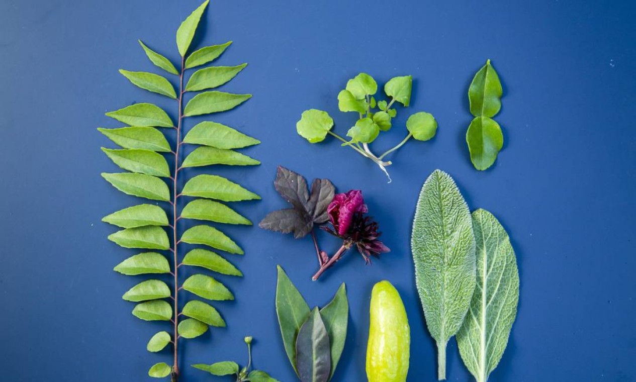 Jambu: a sensação que conquista a culinária