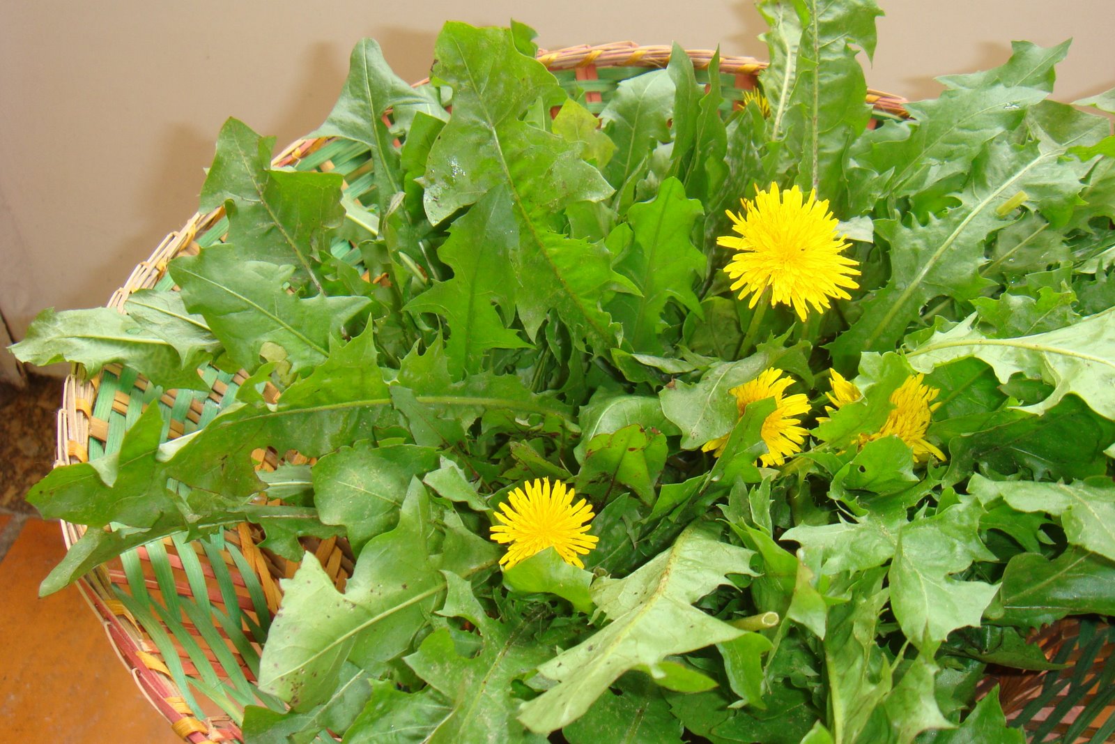 Tanchagem: usos medicinais e culinários