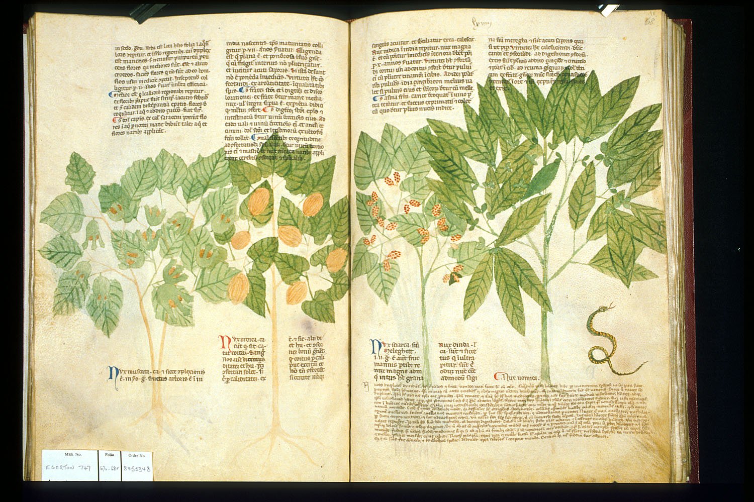 A História Secreta das Mulheres Herboristas na Idade Média