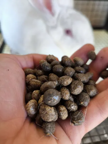 Compostagem e Vermicompostagem de Esterco de Coelho: Passo a Passo