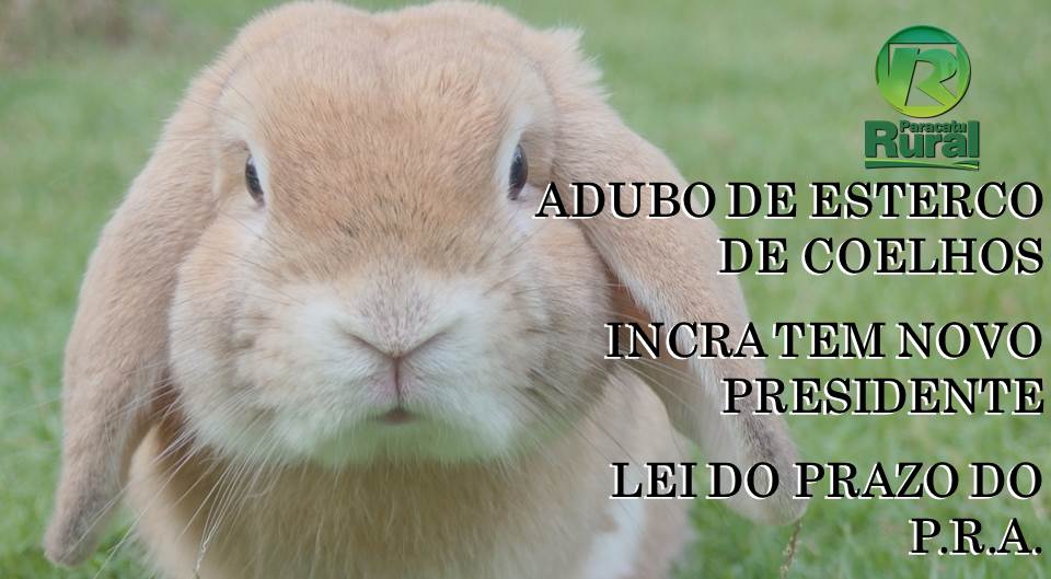 Benefícios Inesperados do Esterco de Coelho na Saúde do Solo e das Plantas