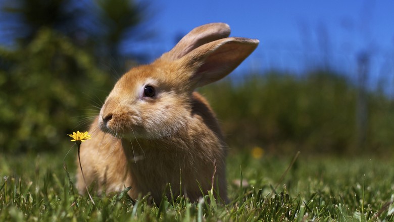 esterco de coelho como adubo