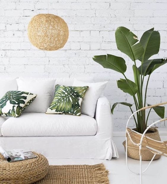 plantas ideais para decoração tropical em apartamentos pequenos