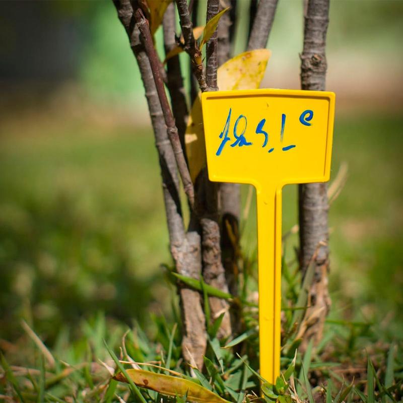 5 Materiais Sustentáveis para Etiquetas de Plantas