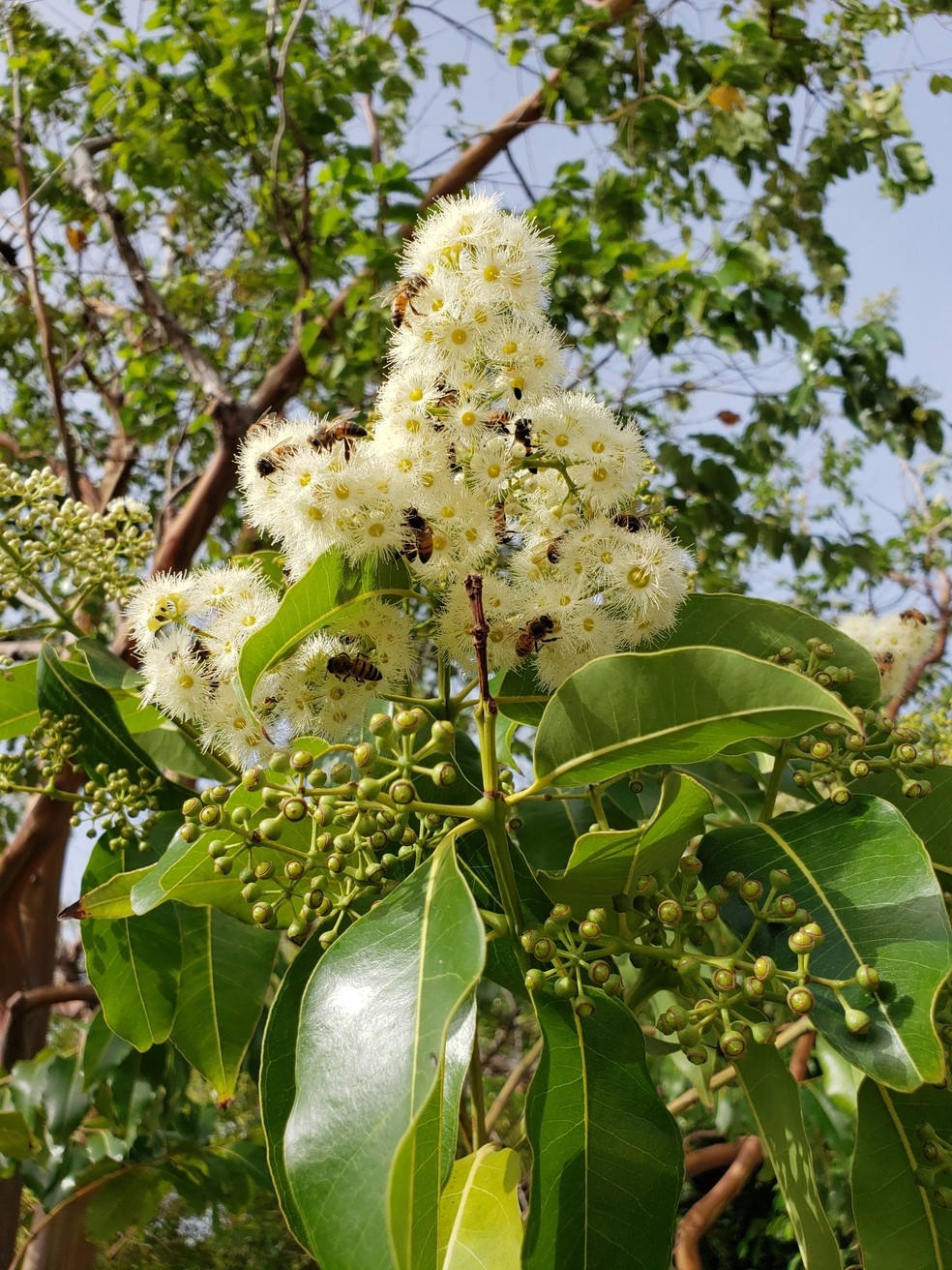 onde comprar sementes de eucalipto arco iris