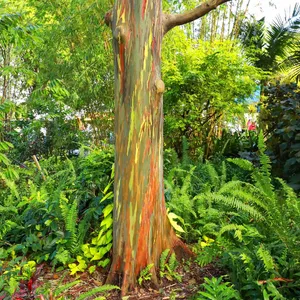 eucalipto arco iris cores do tronco