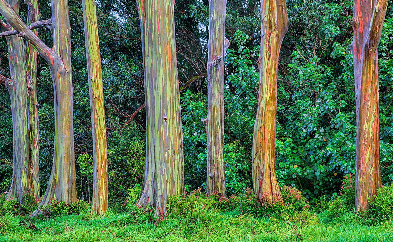 preço muda eucalipto arco iris