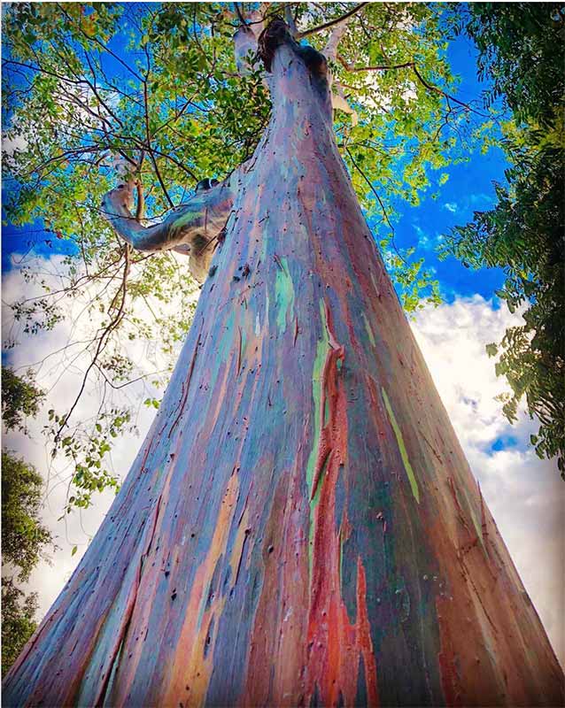 onde comprar sementes de eucalipto arco iris