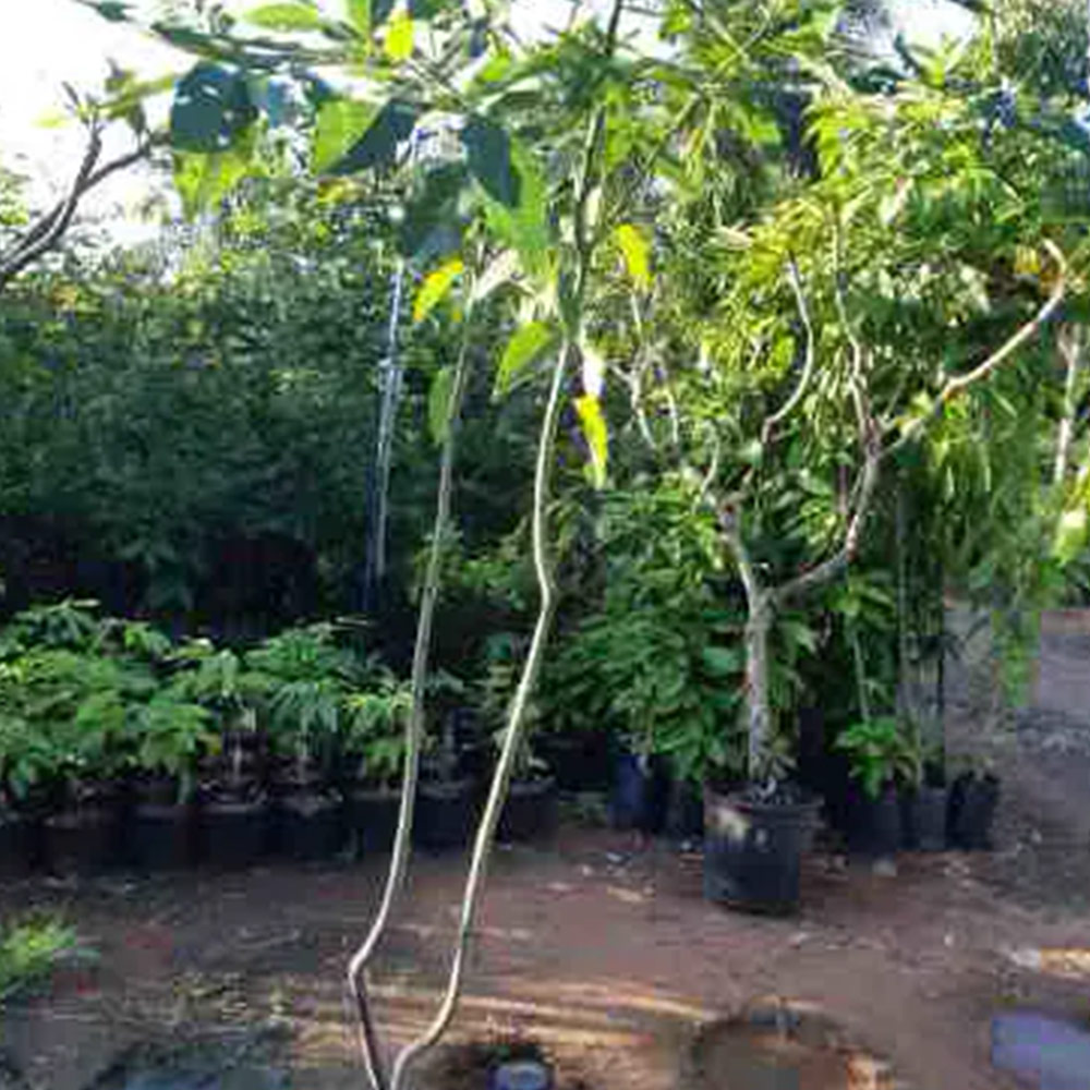 erros comuns ao plantar eucalipto arco iris