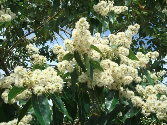 eucalipto arco iris vs eucalipto citriodora