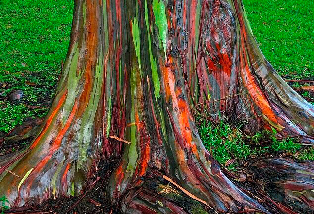 preço muda eucalipto arco iris