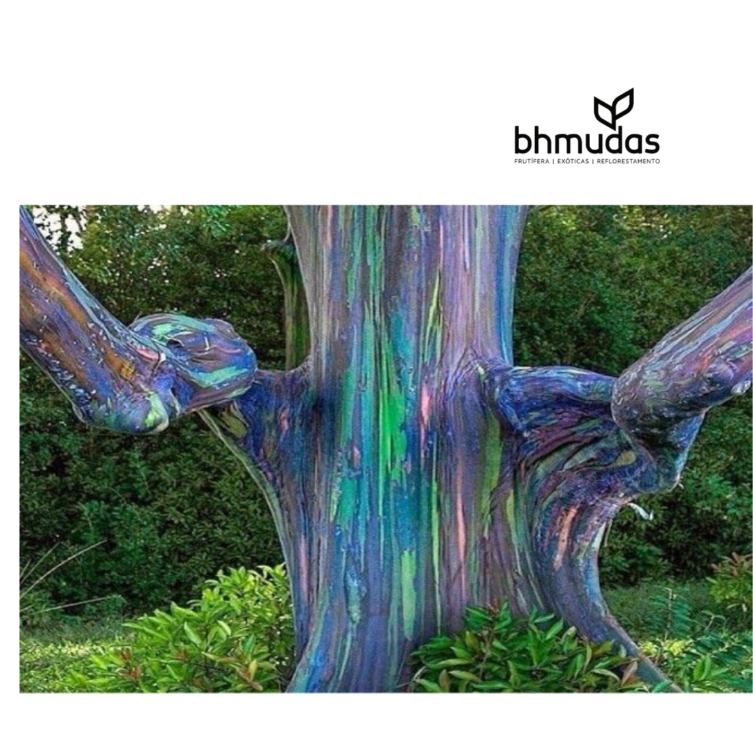 preço muda eucalipto arco iris