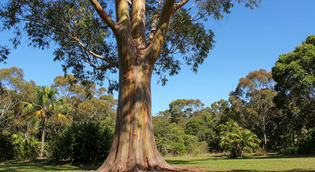 erros comuns ao plantar eucalipto arco iris