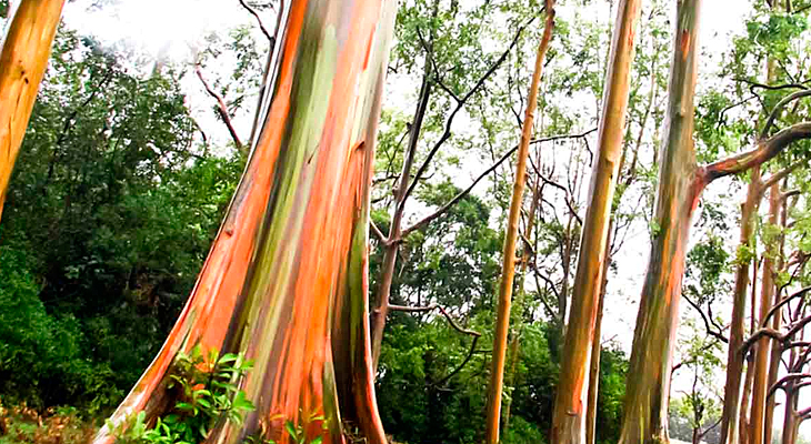 eucalipto arco iris vs eucalipto citriodora