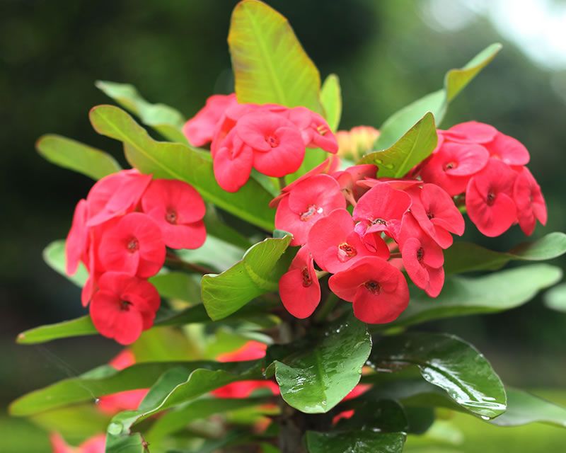 Euphorbia Baioensis