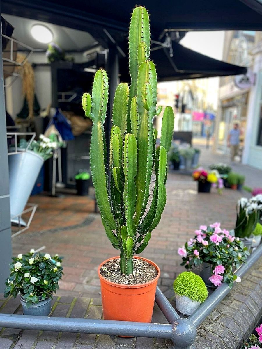 Euphorbia Miliana