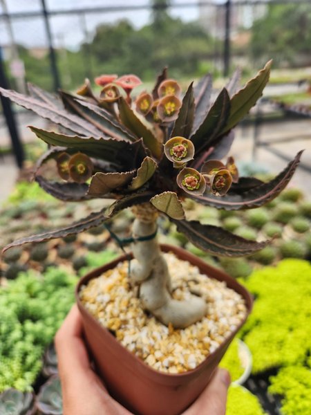 Euphorbia Francoisii Green JAR / Cloud Grey